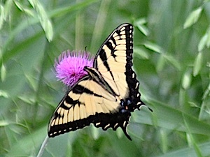 Eastern Tiger Swallowtail